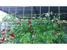 WP 20170716 18 52 14 Pro  highres.jpg