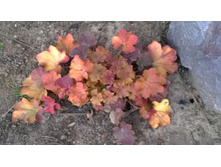 WP 20170504 19 44 22 Pro.jpg