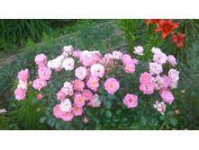 WP 20170730 10 43 00 Pro.jpg