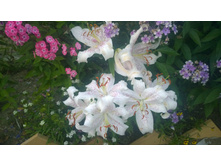 WP 20170818 19 41 28 Pro.jpg