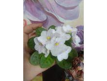 �-���� ����� (�����)