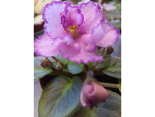 Rob's Hopscotch (R. Robinson)