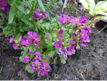 DSC03740.JPG