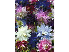 ��������� ������ ����� �������� ��.��� 9,00 ���. [���.��000001072]