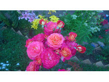 WP 20170730 10 43 55 Pro.jpg