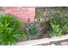 WP 20170527 09 44 58 Pro  highres - �����.jpg