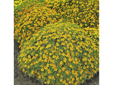 �������� ������������ ����, ������ 9,09 ���.[���.��000007546]