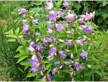 ����������� �������