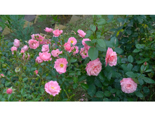 WP 20170914 11 58 12 Pro.jpg