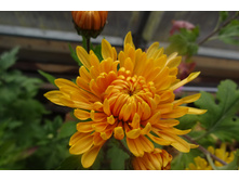 ��������� ���������� "����� ����� "