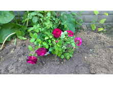 WP 20170820 09 48 18 Pro  highres.jpg