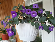 ����������