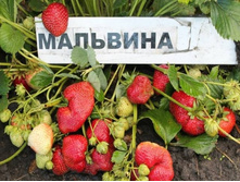 ��������� �������� ���, 50���. (�������� 2��).jpg