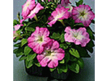 ������� ����������� ����� ���� ����