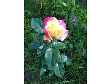 IMG 20170717 084908.jpg