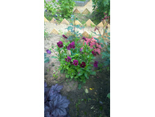 WP 20170626 12 47 31 Pro.jpg