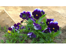 WP 20170527 09 54 42 Pro.jpg