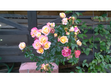 WP 20171015 15 51 37 Pro.jpg