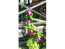 WP 20170713 09 33 46 Pro.jpg