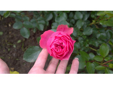 WP 20170709 12 35 07 Pro.jpg