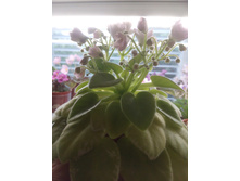 ������ �����������. ����������� �.����������