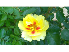 WP 20170629 10 51 59 Pro.jpg