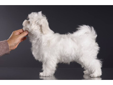 21533862 1556141497765318 1867754096 o.jpg