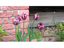 WP 20170527 09 45 03 Pro - �����.jpg