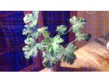 ���������� Orset(��������).jpg