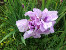 ���� ��������� �������� ����