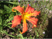 ������� ��������