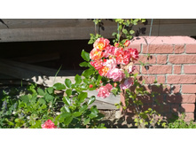 WP 20170923 11 30 10 Pro.jpg