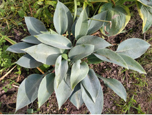 ��������� ���