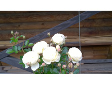 WP 20171015 15 51 46 Pro.jpg