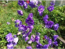 ����������� �������������� ��������