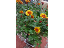 �������� ����� ������� . ������� ������ 4�� ������ 35-40�� �������� ��������