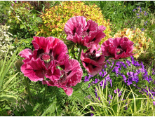 ��� ���������