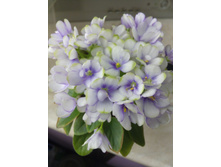 Rob's Penny Ante. ����������� R. Robinson