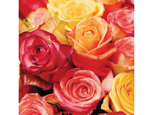 �������� New line FRESCO 2-��. 33�33 20���� ���� �������� 24,70.jpg