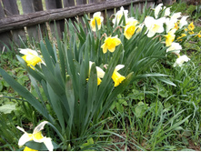 IMG 20170509 134503.jpg