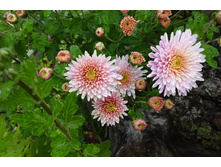 ��������� ���������� "������"