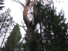 IMG 8081.JPG