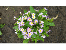 WP 20170508 11 53 07 Pro.jpg