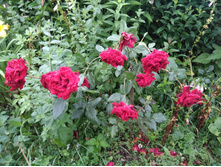 IMG 20170805 120200.jpg