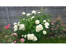 WP 20170811 16 49 16 Pro.jpg