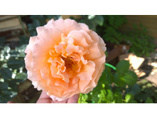 WP 20170820 09 51 51 Pro.jpg