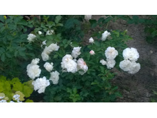 WP 20170719 20 57 08 Pro.jpg