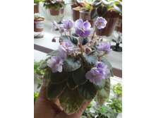 Toy Castle. �����������: S. Sorano