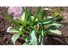 WP 20170423 13 13 09 Pro.jpg