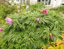 ������ ������*)